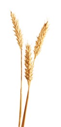 Photo of Three golden wheat ears isolated on white