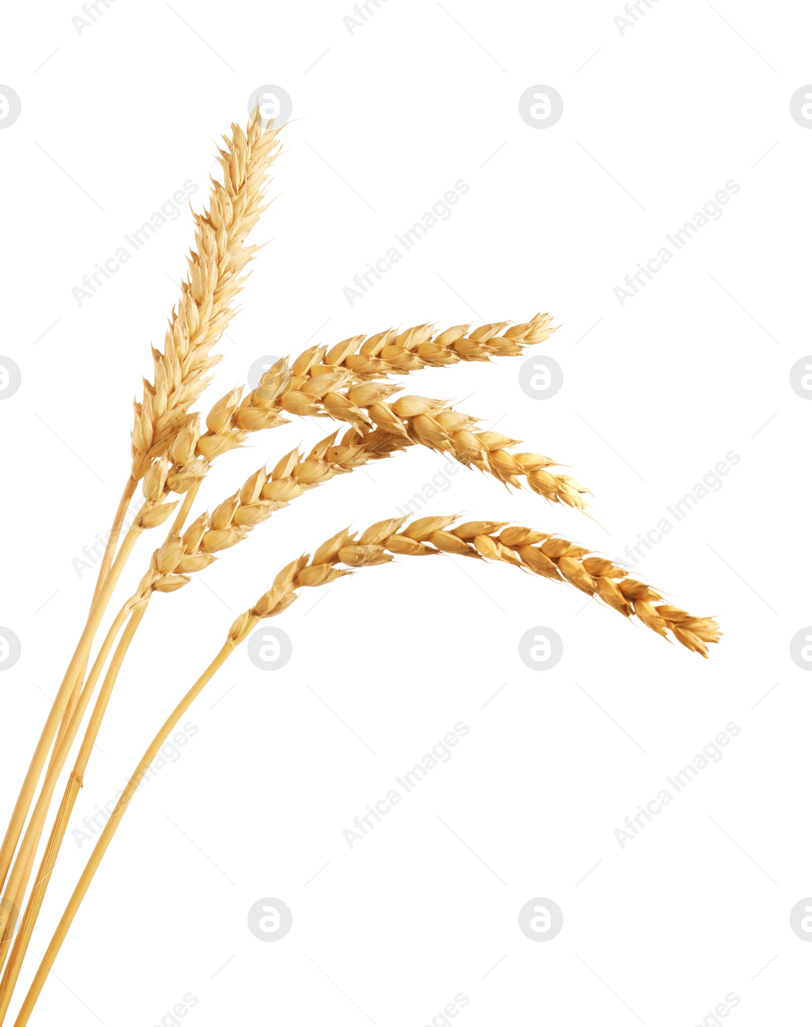 Many golden wheat ears isolated on white Photo of Many golden wheat ears isolated on white