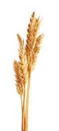 Photo of Many golden wheat ears isolated on white