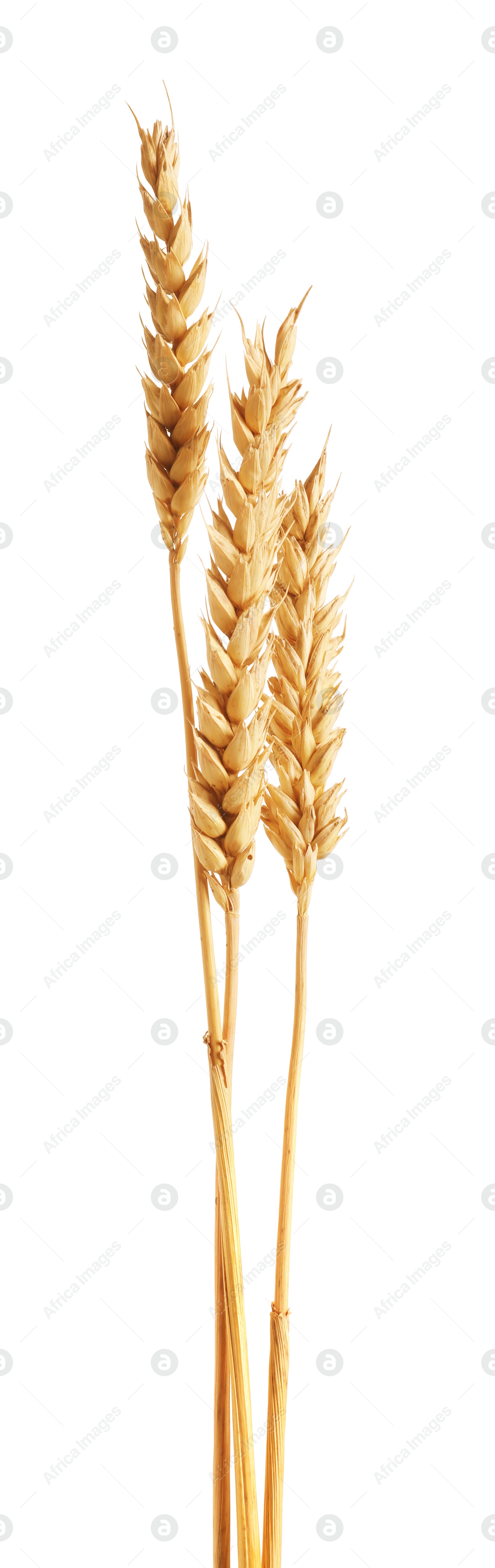 Three golden wheat ears isolated on white Photo of Three golden wheat ears isolated on white