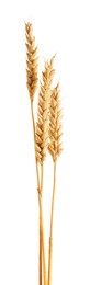 Photo of Three golden wheat ears isolated on white