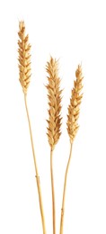 Photo of Three golden wheat ears isolated on white