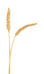 Photo of Two golden wheat ears isolated on white