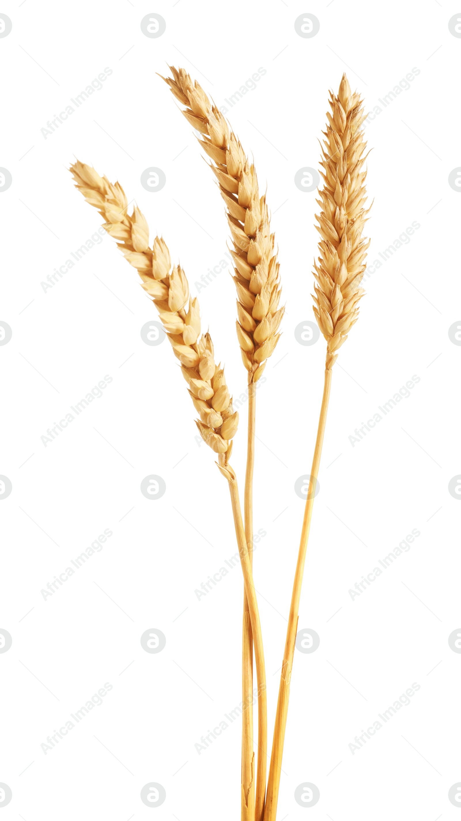 Three golden wheat ears isolated on white Photo of Three golden wheat ears isolated on white