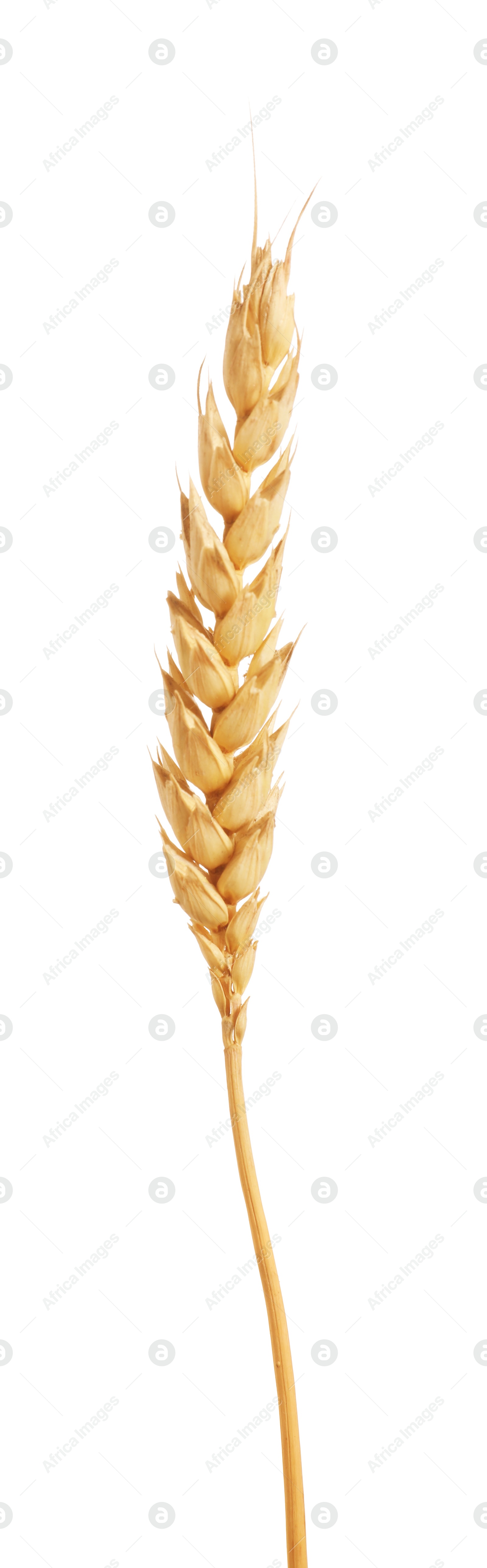 Photo of One golden wheat ear isolated on white