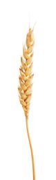 Photo of One golden wheat ear isolated on white