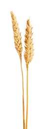 Photo of Two golden wheat ears isolated on white