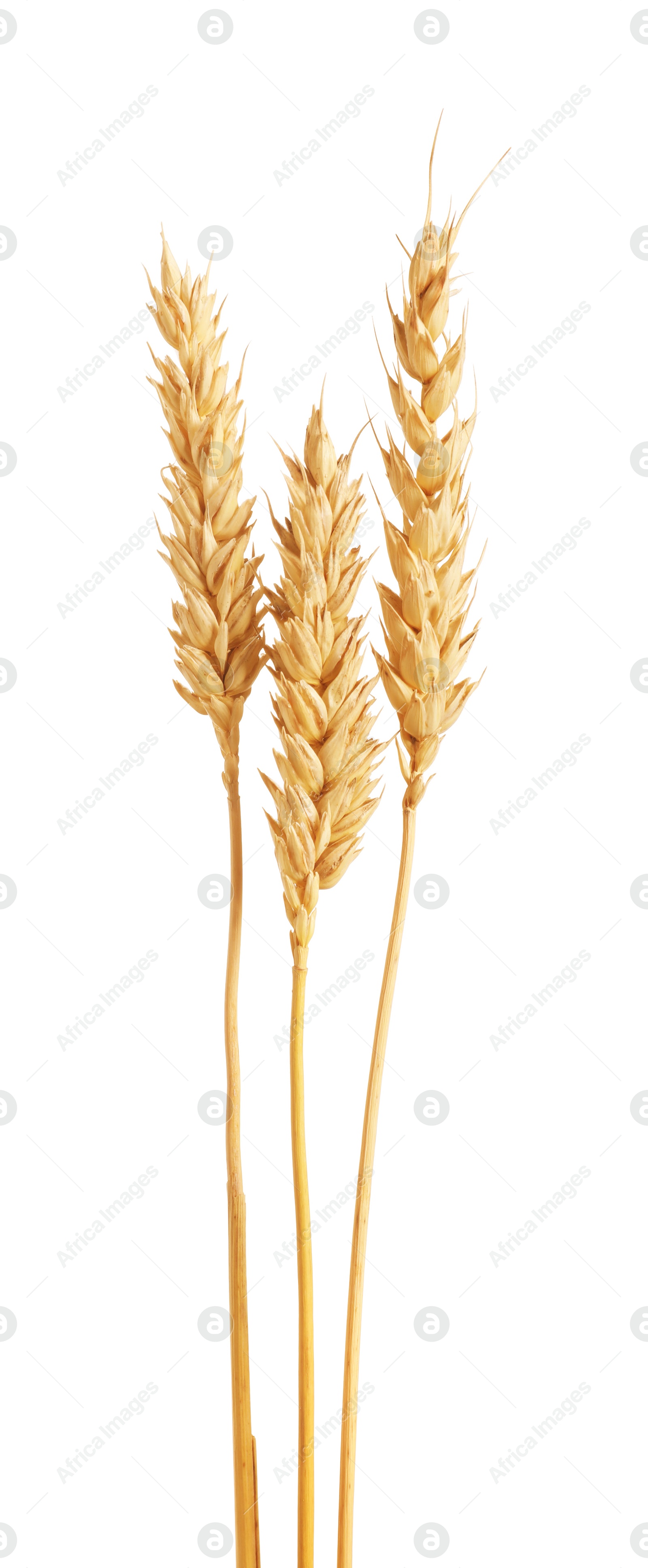 Three golden wheat ears isolated on white Photo of Three golden wheat ears isolated on white