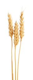 Photo of Three golden wheat ears isolated on white