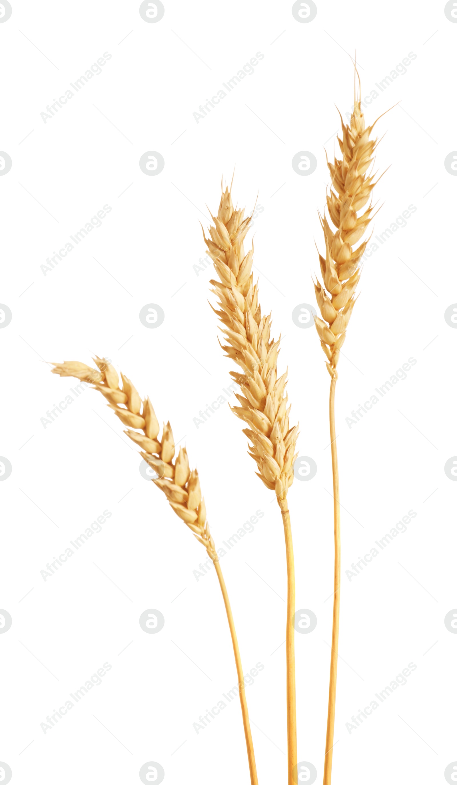 Three golden wheat ears isolated on white Photo of Three golden wheat ears isolated on white