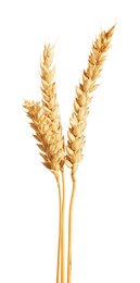Photo of Three golden wheat ears isolated on white
