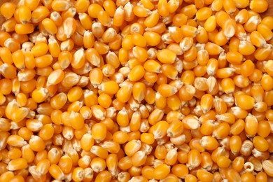 Photo of Many golden corn kernels as background, closeup