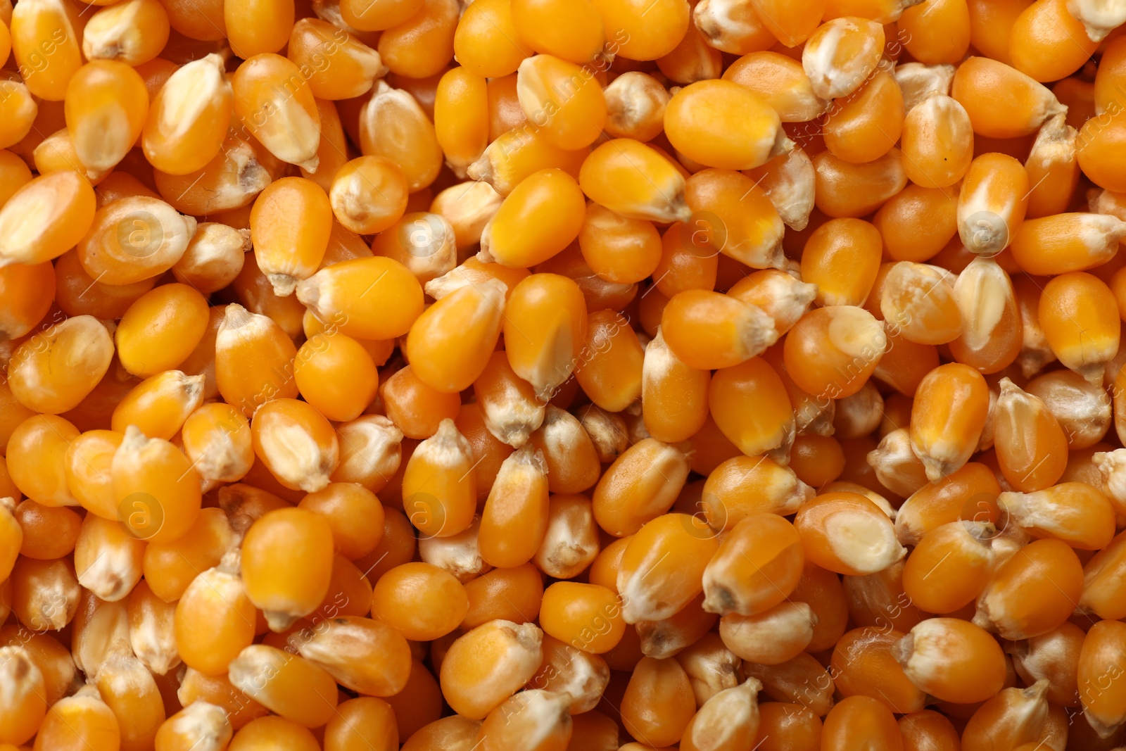 Photo of Many golden corn kernels as background, closeup