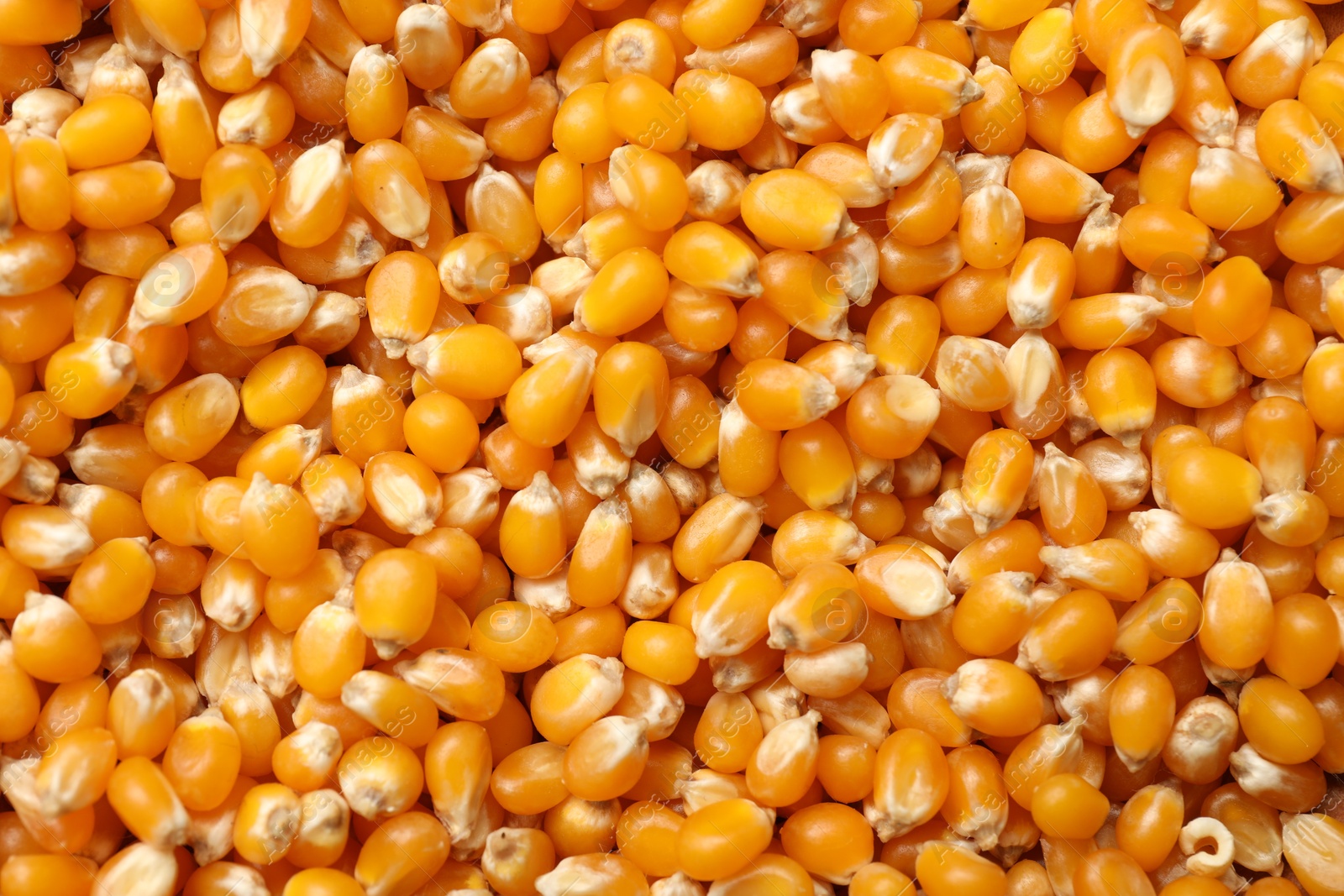 Photo of Many golden corn kernels as background, closeup