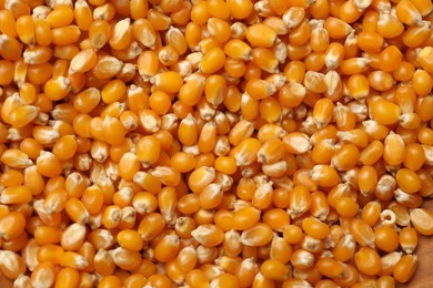Photo of Many golden corn kernels as background, closeup