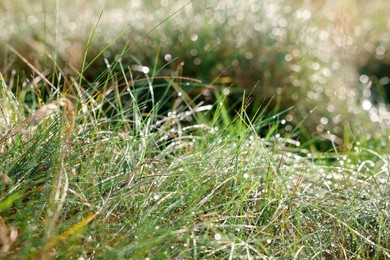 Photo of Grass with drops of dew on sunny day, closeup