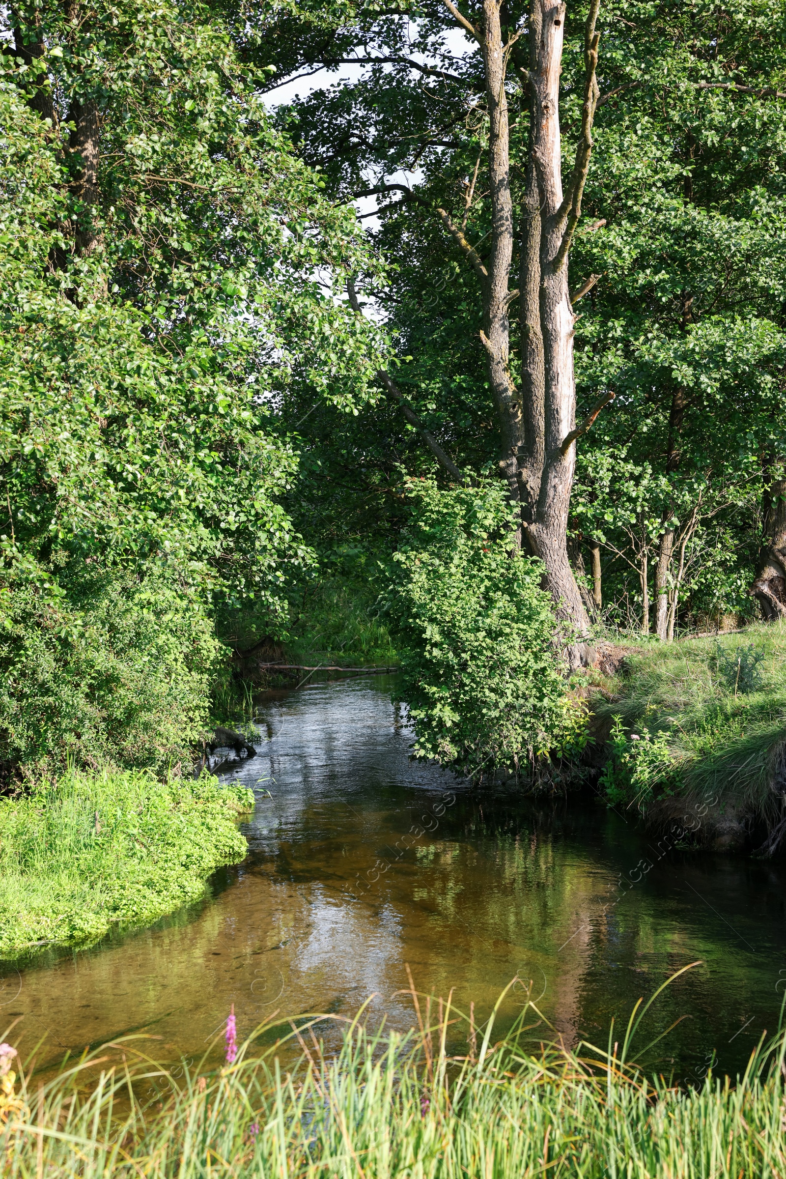 Green grass and trees growing alongside river in countryside Photo of Green grass and trees growing alongside river in countryside