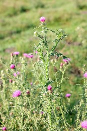 Photo of Plumeless thistles plant with pink flowers growing outdoors, closeup