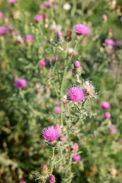 Photo of Plumeless thistles plant with pink flowers growing outdoors, closeup