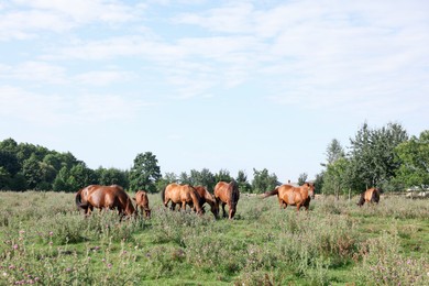 Photo of Beautiful horses grazing in meadow on sunny day
