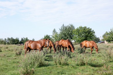 Photo of Beautiful horses grazing in meadow on sunny day