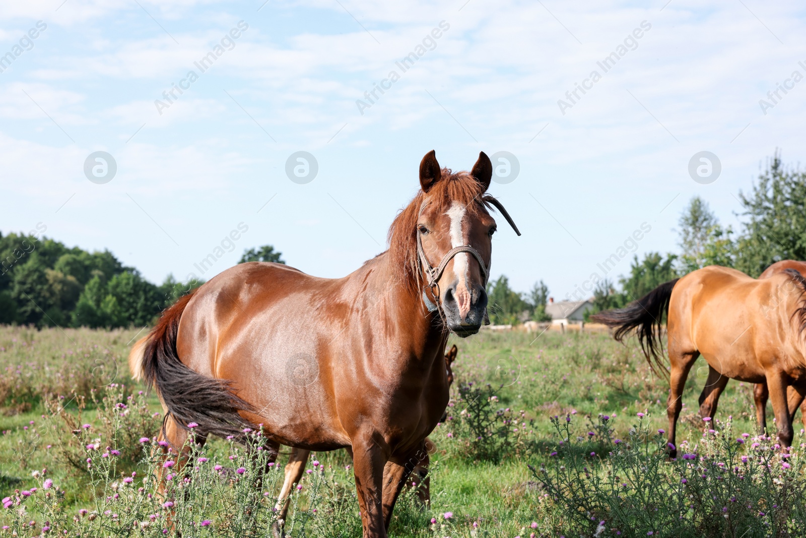 Beautiful horse in meadow on sunny day Photo of Beautiful horse in meadow on sunny day