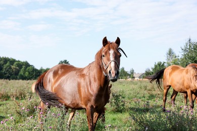 Photo of Beautiful horse in meadow on sunny day