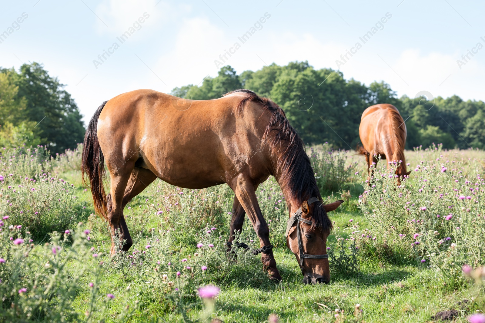 Beautiful horses grazing in meadow on sunny day Photo of Beautiful horses grazing in meadow on sunny day