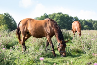 Photo of Beautiful horses grazing in meadow on sunny day