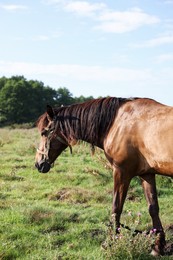 Photo of Beautiful horse in meadow on sunny day