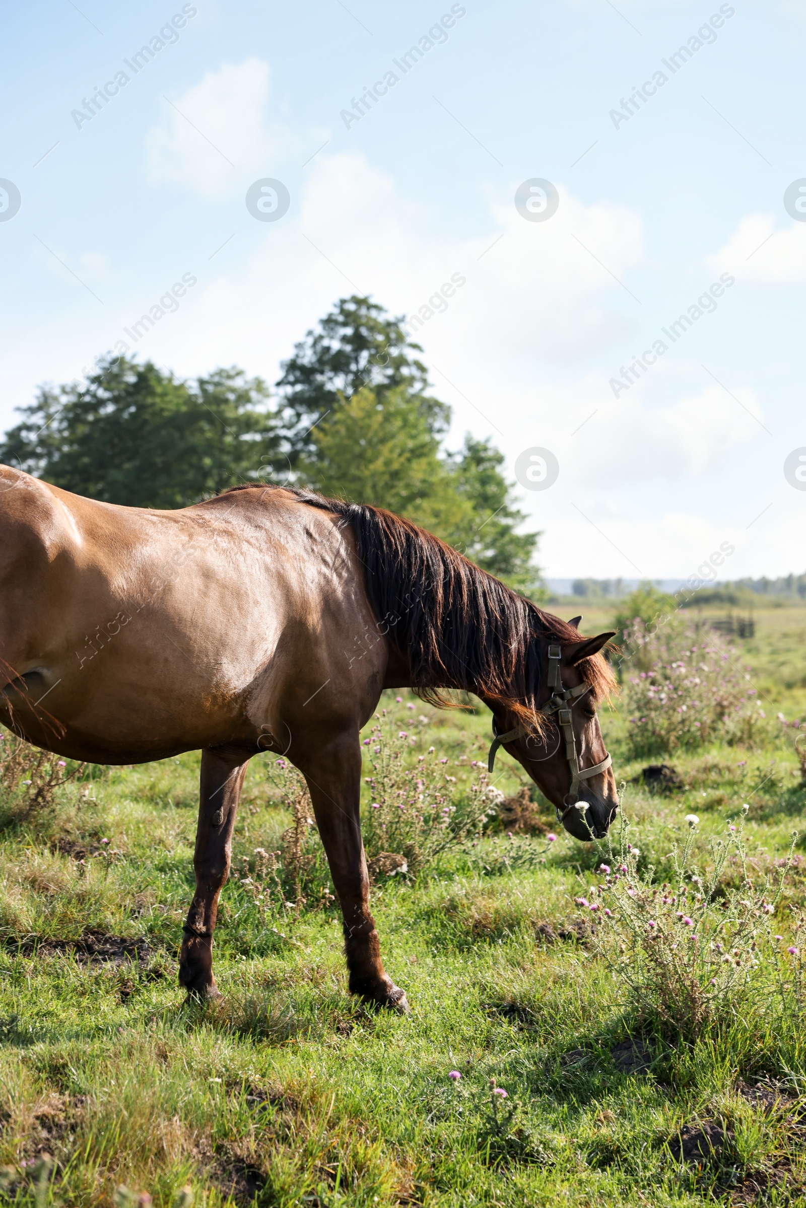 Beautiful horse in meadow on sunny day Photo of Beautiful horse in meadow on sunny day
