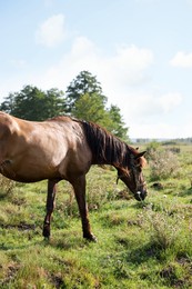 Photo of Beautiful horse in meadow on sunny day
