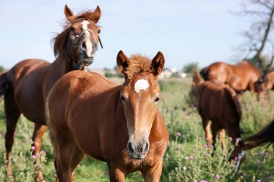Photo of Beautiful horses grazing in meadow on sunny day