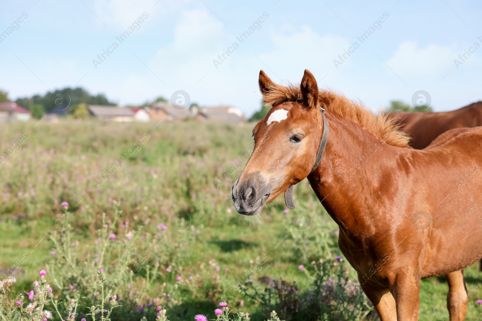 Beautiful foal in meadow on sunny day. Space for text Photo of Beautiful foal in meadow on sunny day. Space for text