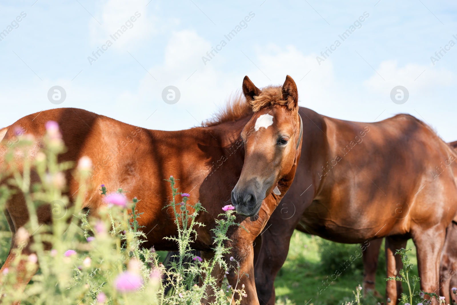Photo of Beautiful horses grazing in meadow on sunny day