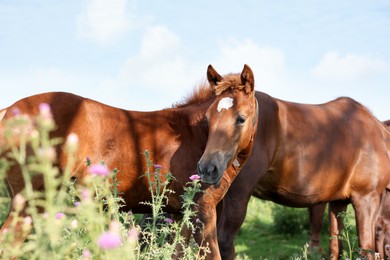 Photo of Beautiful horses grazing in meadow on sunny day