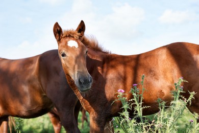 Photo of Beautiful horses grazing in meadow on sunny day