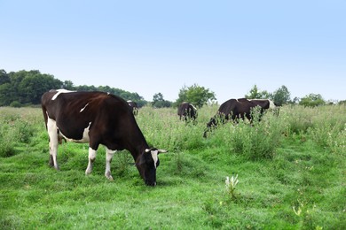 Photo of Herd of cows grazing on green grass in countryside