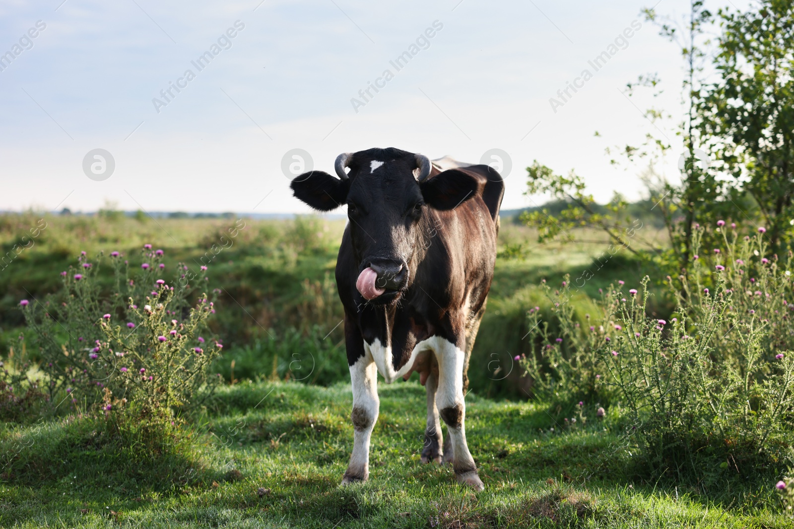 Beautiful black cow with white spots in meadow Photo of Beautiful black cow with white spots in meadow
