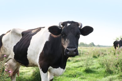 Photo of Beautiful black cow with white spots in meadow