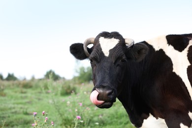 Photo of Beautiful black cow with white spots in meadow. Space for text