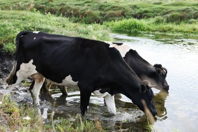 Photo of Cows drinking water from pond in countryside