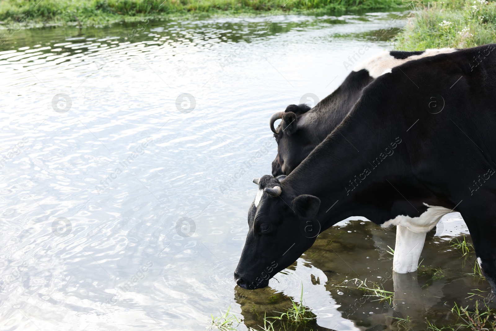 Cows drinking water from pond in countryside. Space for text Photo of Cows drinking water from pond in countryside. Space for text