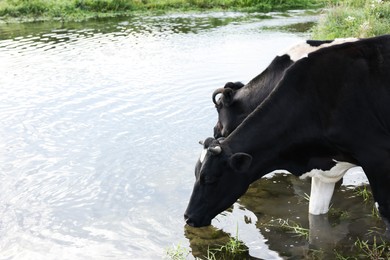 Photo of Cows drinking water from pond in countryside. Space for text
