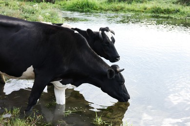 Photo of Cows drinking water from pond in countryside