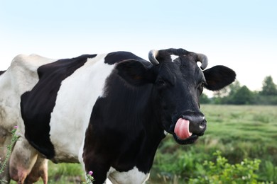 Photo of Beautiful black cow with white spots in meadow