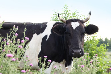 Photo of Beautiful black cow with white spots in meadow