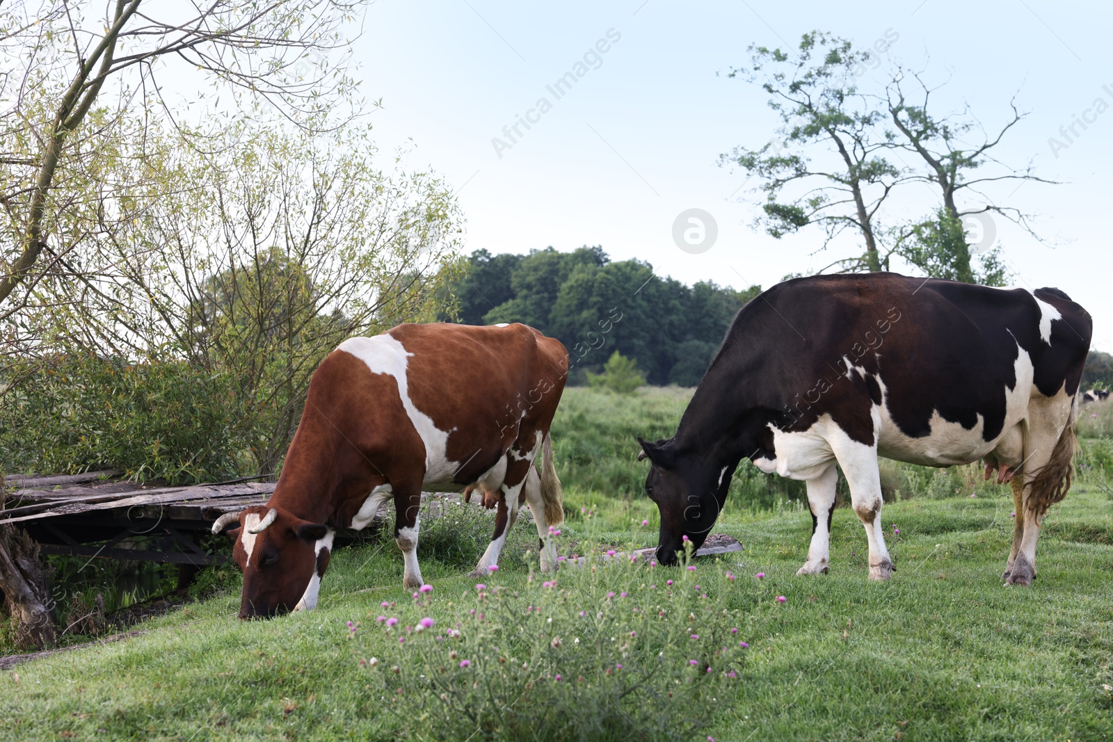 Beautiful cows grazing on green grass in countryside Photo of Beautiful cows grazing on green grass in countryside