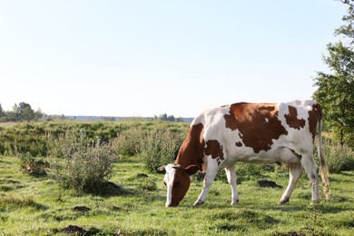 Photo of Beautiful cow grazing on green grass in countryside. Space for text