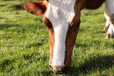 Photo of Beautiful cow grazing on green grass in countryside
